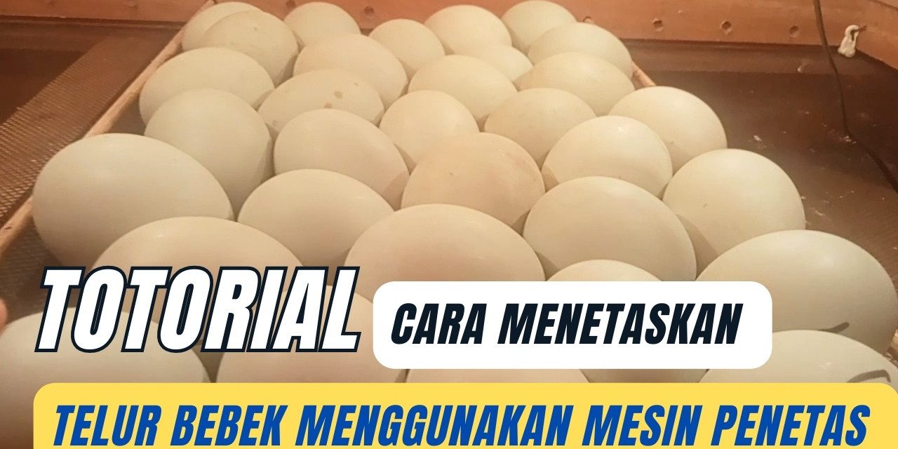 Mudah Dan Hemat! Cara Tetas Telur Bebek Sendiri Di Rumah