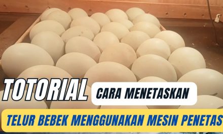 Mudah Dan Hemat! Cara Tetas Telur Bebek Sendiri Di Rumah