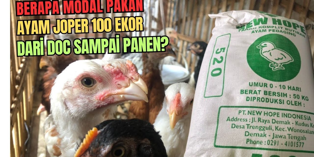 Rekomendasi Pakan Ayam Joper Agar Cepat Tumbuh