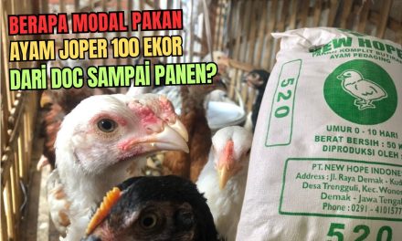 Rekomendasi Pakan Ayam Joper Agar Cepat Tumbuh