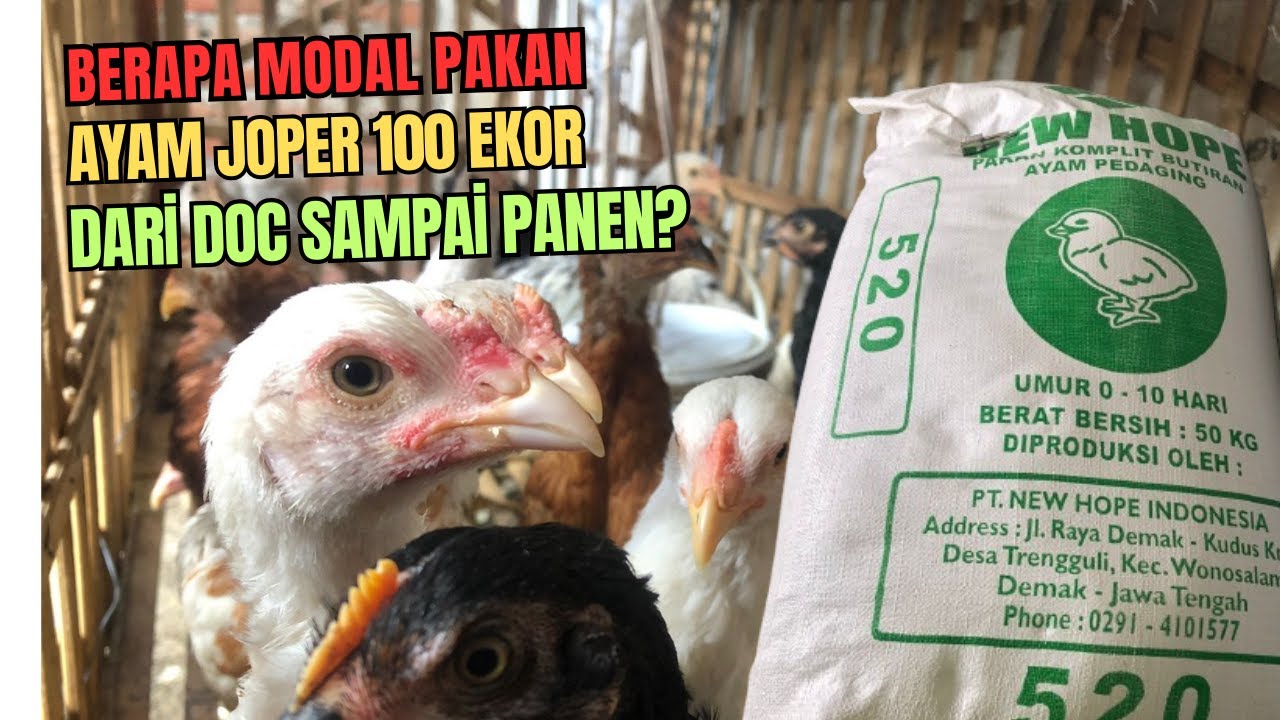 Rekomendasi Pakan Ayam