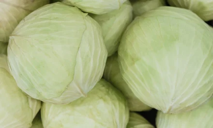 Cara Membersihkan Kol Dengan Benar Sebelum Di Masak