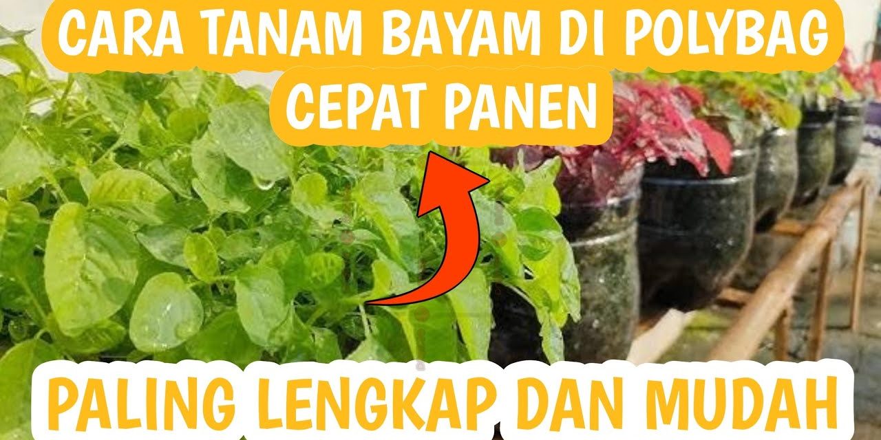 Cara Menanam Bayam Di Pot Bagi Pemula Agar Cepat Panen
