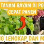 Cara Menanam Bayam Di Pot Bagi Pemula Agar Cepat Panen