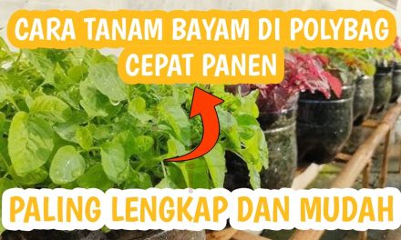 Cara Menanam Bayam Di Pot Bagi Pemula Agar Cepat Panen