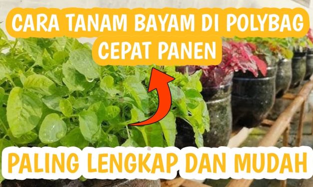 Cara Menanam Bayam Di Pot Bagi Pemula Agar Cepat Panen