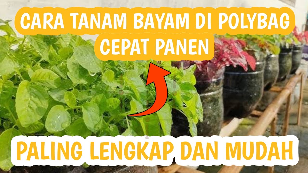 Cara Menanam Bayam