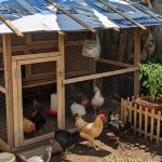 Solusi Ekonomis: Rangka Kandang Ayam Dari Barang Bekas