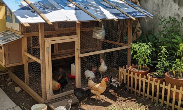 Solusi Ekonomis: Rangka Kandang Ayam Dari Barang Bekas