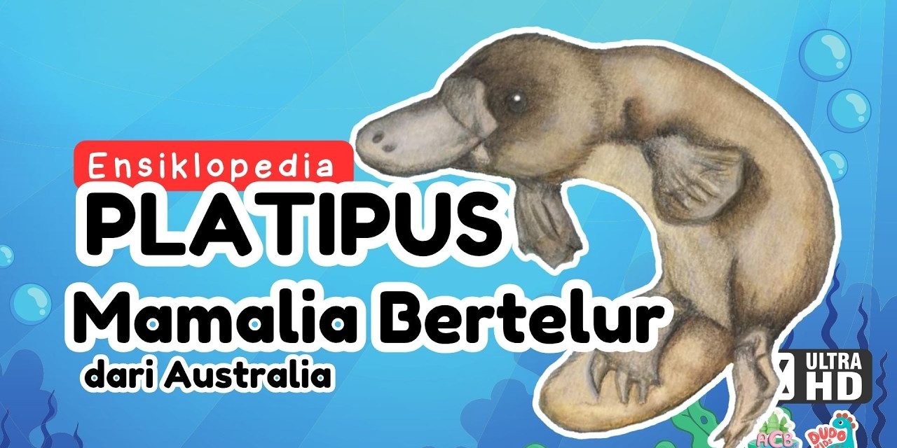 Platypus Mamalia Unik Punya Paruh Mirip Seperti Bebek