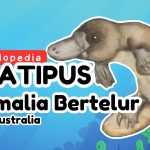 Platypus Mamalia Unik Punya Paruh Mirip Seperti Bebek