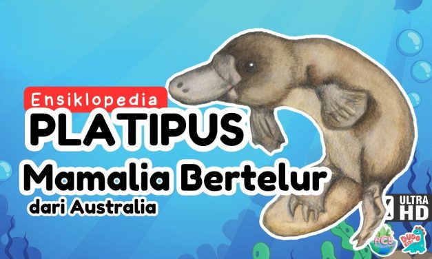 Platypus Mamalia Unik Punya Paruh Mirip Seperti Bebek