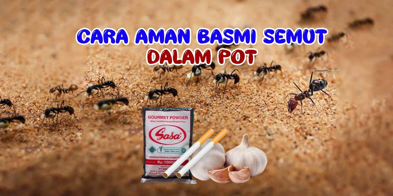 Tips Mengusir Semut Pada Tanaman Dengan Bahan Dapur