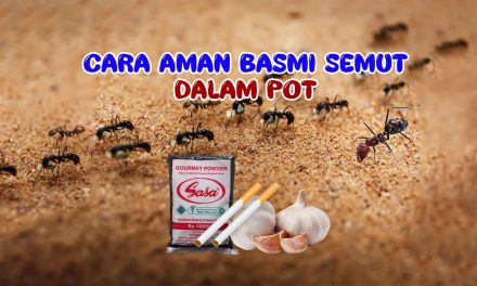 Tips Mengusir Semut Pada Tanaman Dengan Bahan Dapur