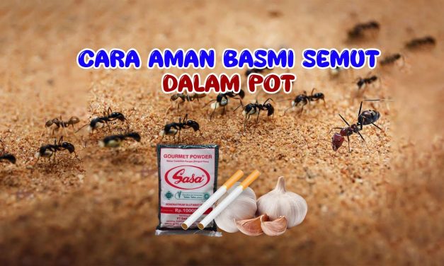 Tips Mengusir Semut Pada Tanaman Dengan Bahan Dapur