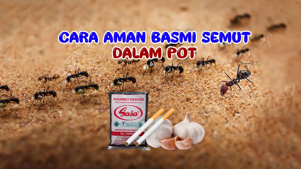 Tips Mengusir Semut