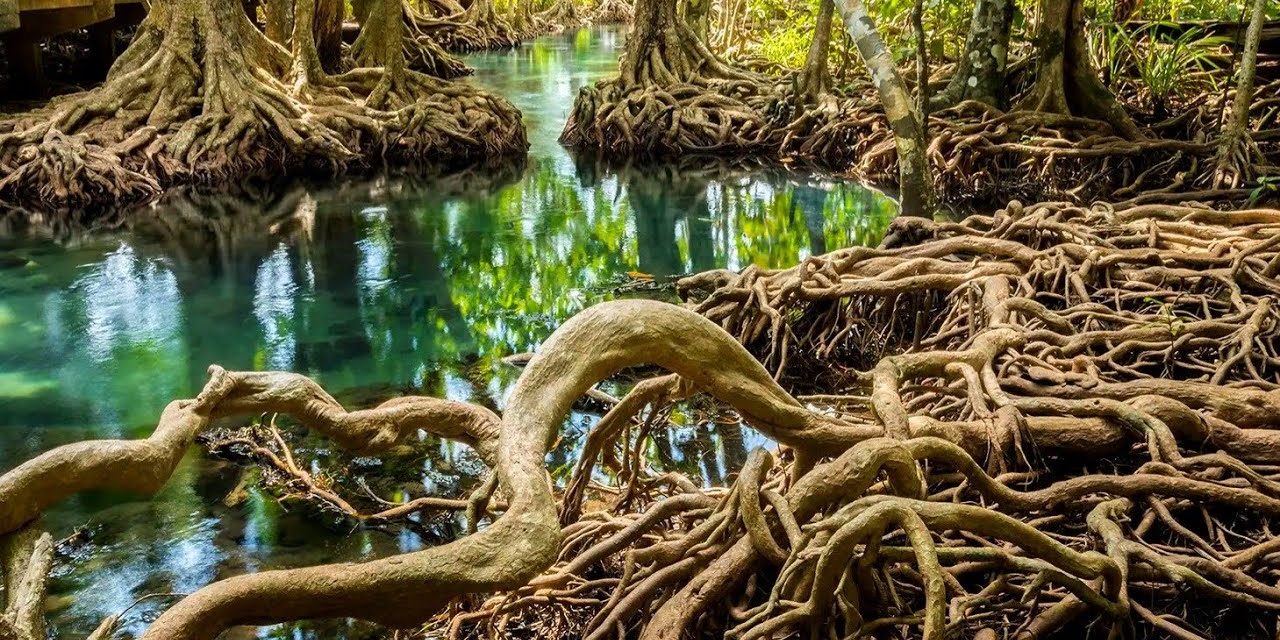 Pelestarian Hutan Bakau Menjaga Keseimbangan Lingkungan