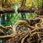 Pelestarian Hutan Bakau Menjaga Keseimbangan Lingkungan