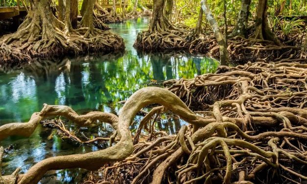 Pelestarian Hutan Bakau Menjaga Keseimbangan Lingkungan